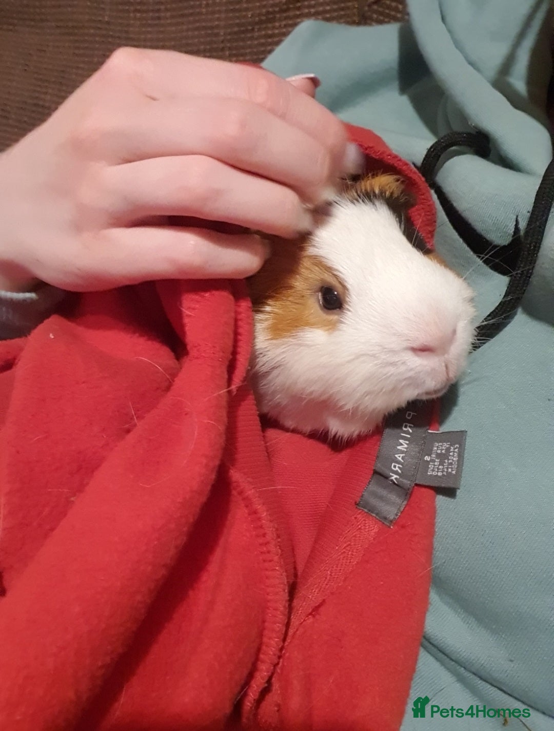 Guinea Pig rodents for sale: Lonely guinea pig boar  - Image 3