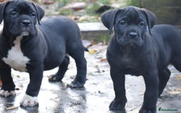 Presa Canario dogs for sale: Presa canario puppies (recognised breeder) - Image 16
