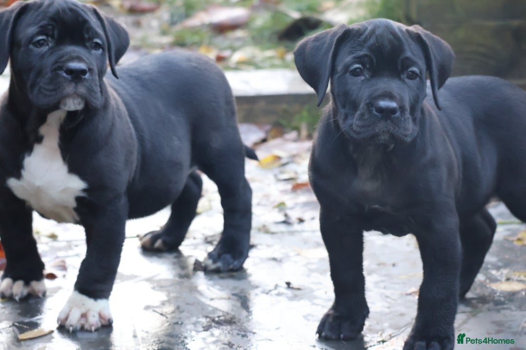Presa Canario dogs for sale: Presa canario puppies (recognised breeder) - Image 16