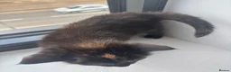 Maine Coon cats for sale: 1/2 Maine coon kittens  in Wolverhampton - Advert 5
