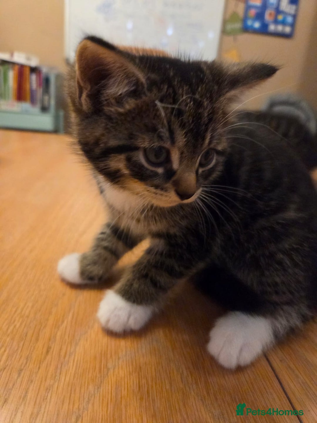 Persian cats for sale: Persian Cross tabby kittens for sale - Image 4