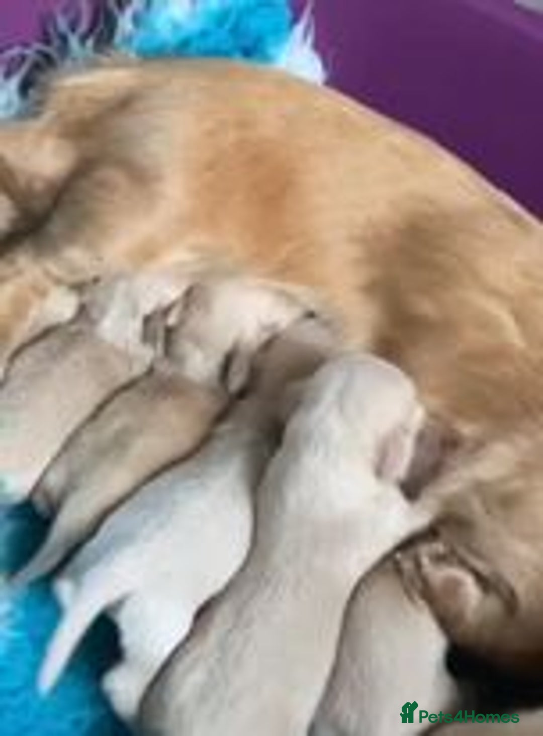Miniature Dachshund dogs for sale: KC Long Coat Miniature Dachshund puppies - Image 8