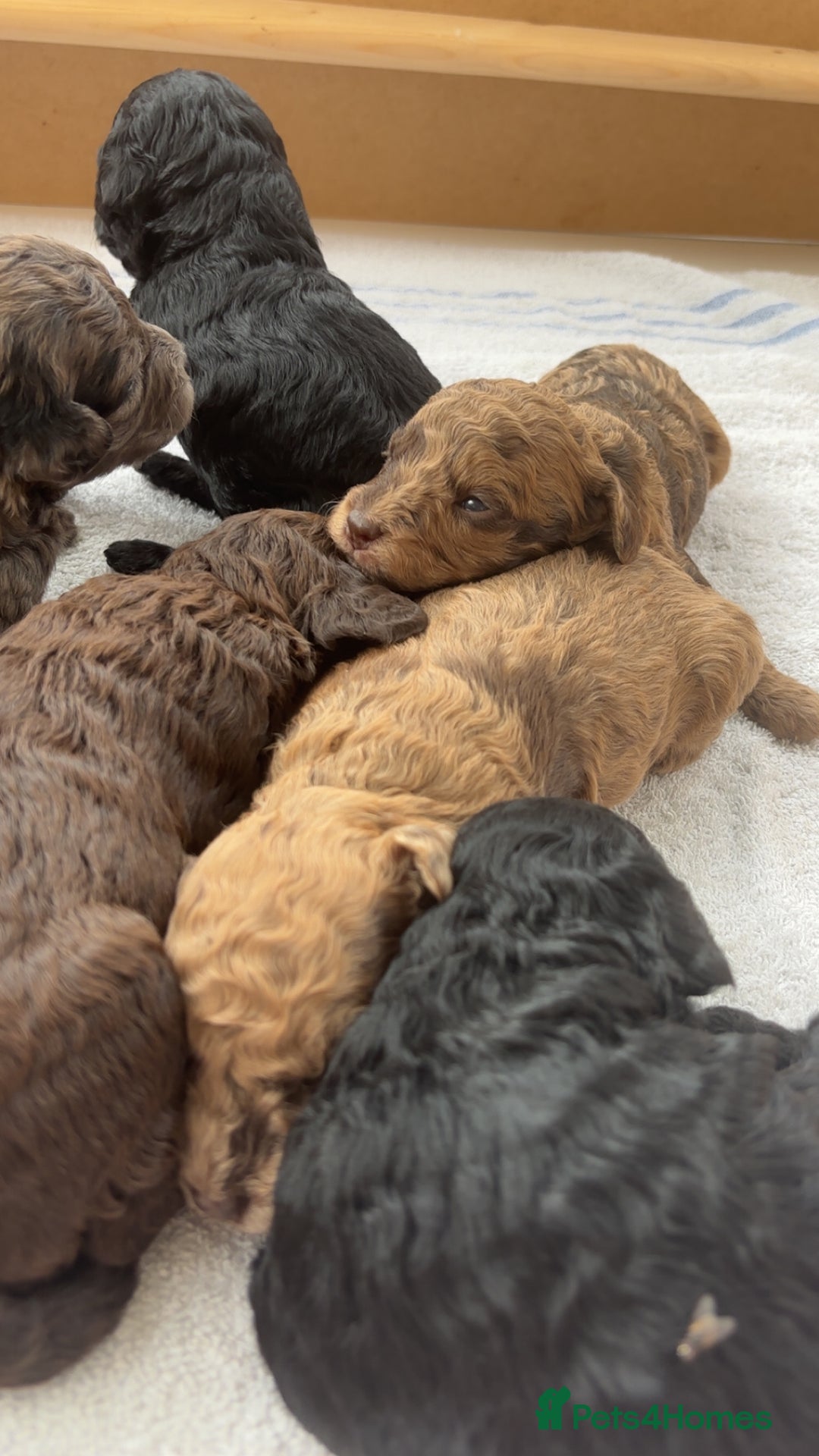Miniature Poodle dogs for sale: Miniature poodles REDUCED READY TO LEAVE NOW  - Image 10