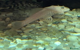 Plecos fish for sale: Snow White shortfin plecos - Image 2
