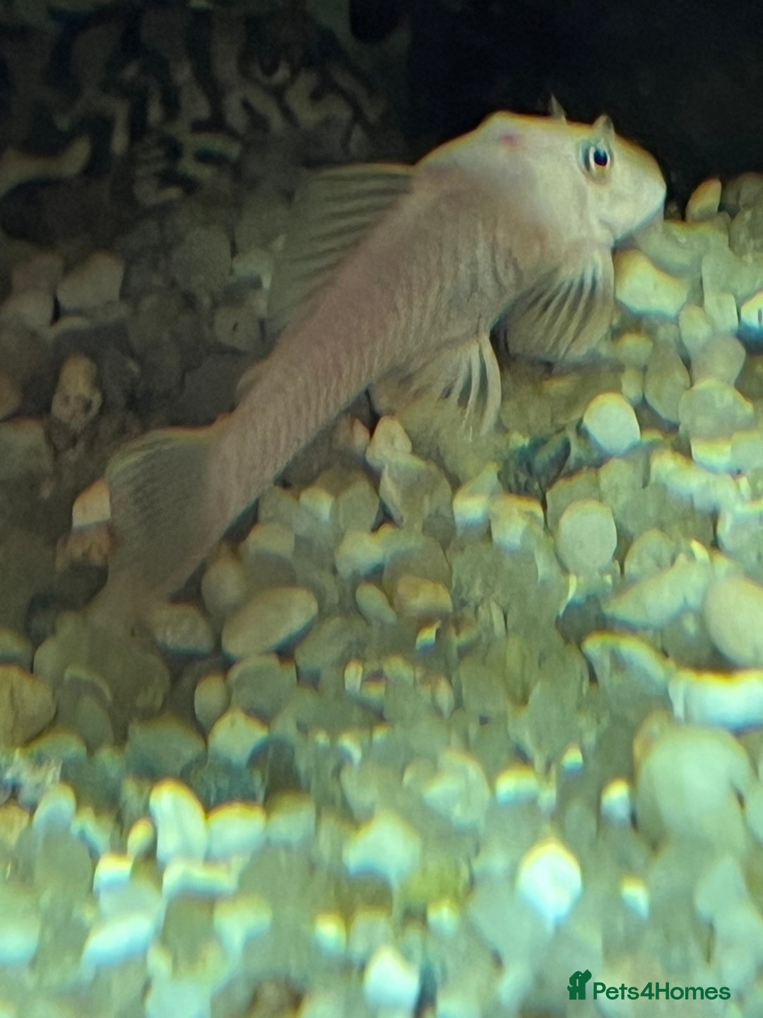 Plecos fish for sale: Snow White shortfin plecos - Image 2
