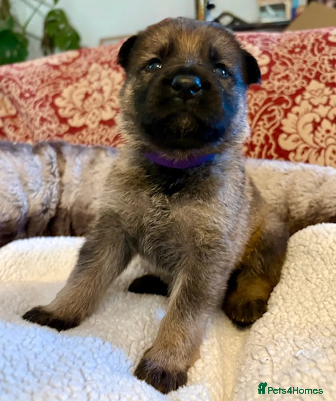 German Shepherd dogs for sale: 4* Licensed Breeders, Health Tested Parents - Advert 1