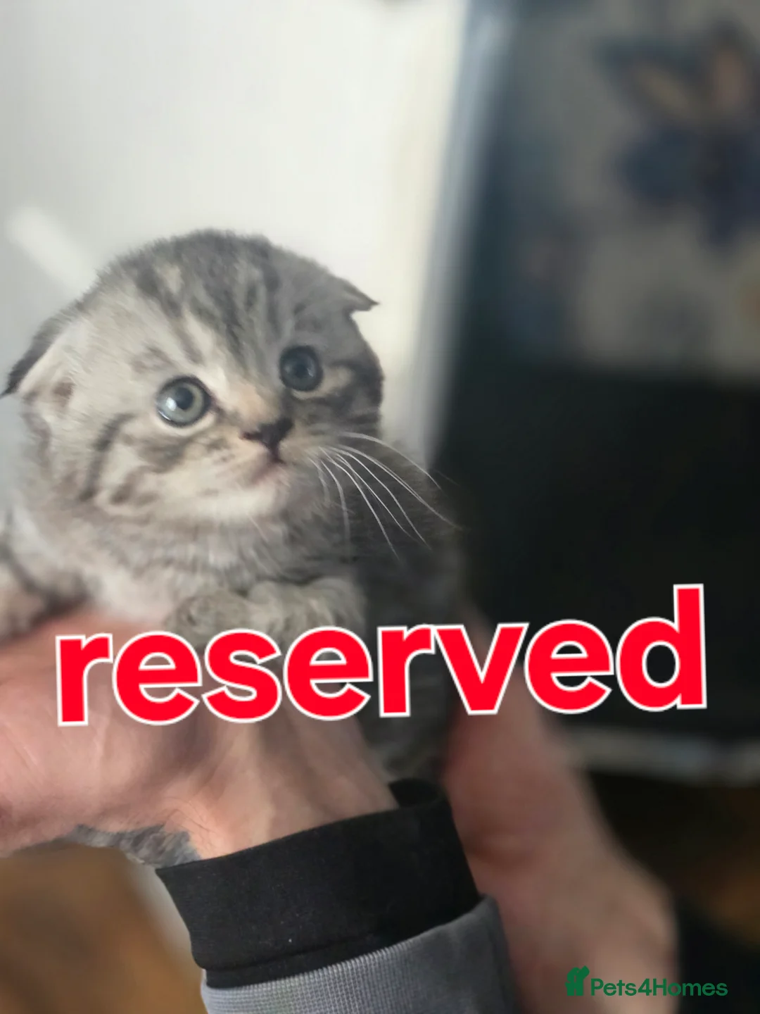 Scottish Fold cats for sale: 🥰LAST  BOY 💜🩵 - Advert 11