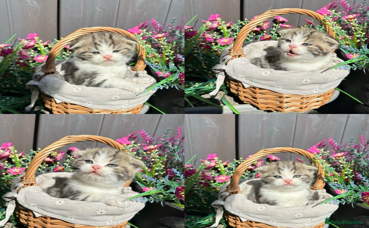 Scottish Fold cats - Advert 2