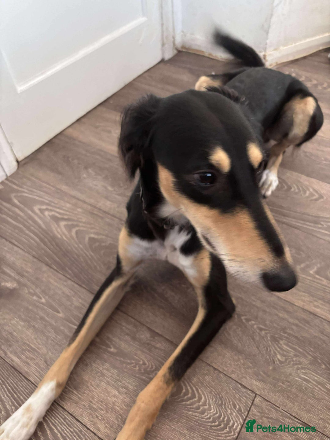 Saluki dogs for sale: Dookey the beautiful Saluki  - Image 3