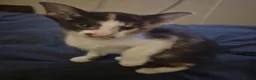 Oriental cats for sale: Pedigree Oriental kittens ( only 1 remaining ) - Advert 4
