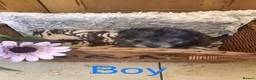 Jackapoo dogs for sale: Mr steven wilson - Advert 6