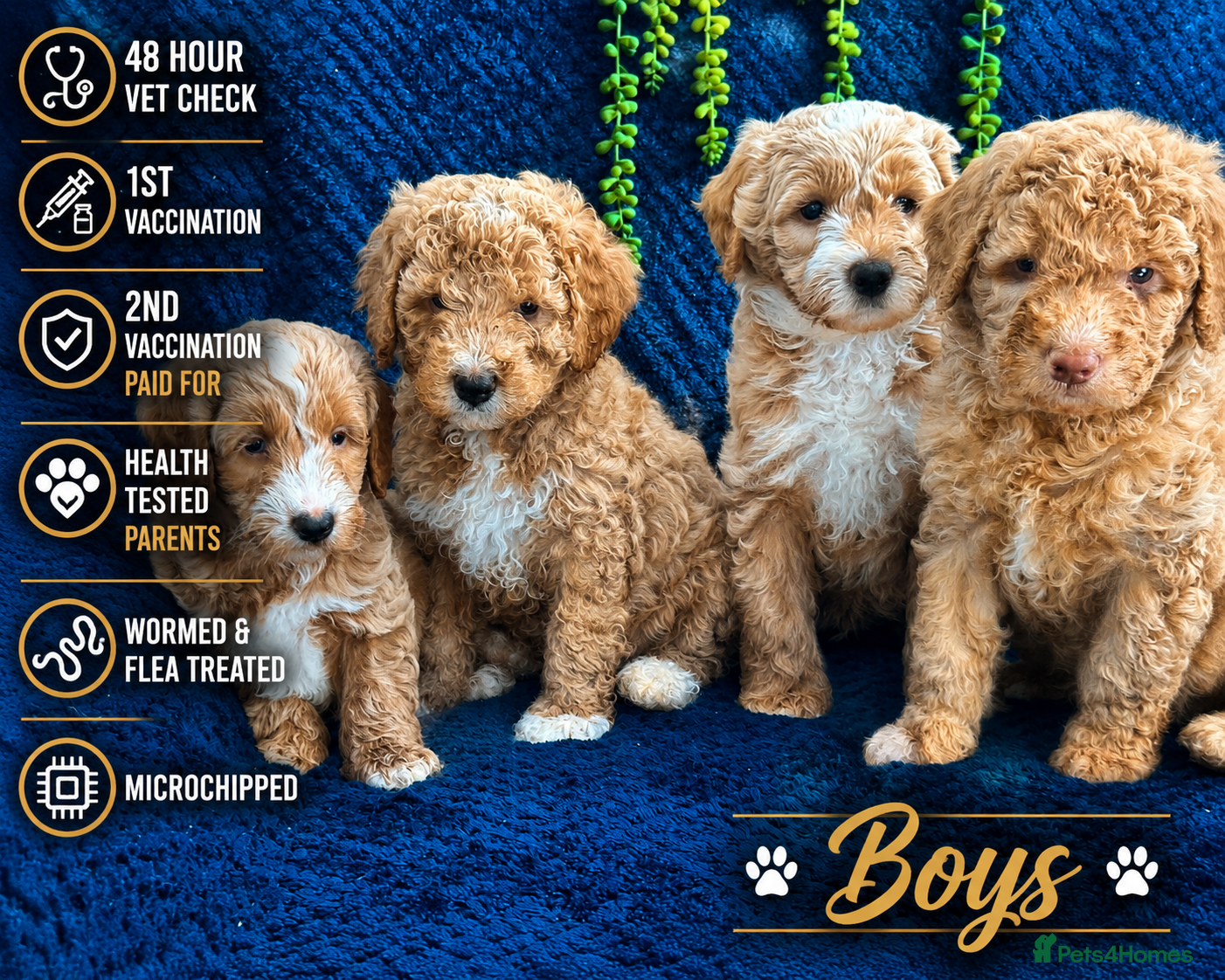 Australian Labradoodle dogs Pure Australian labradoddle  - Advert 1