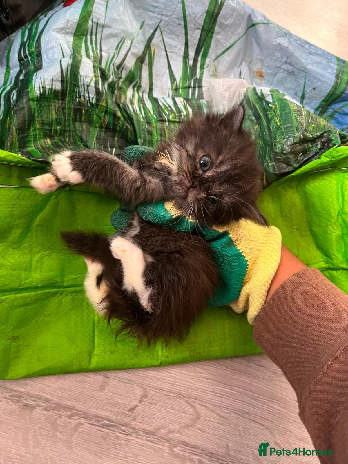 Mixed Breed cats Maine coon mix - Advert 1