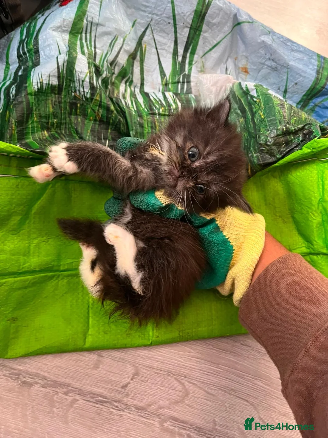 Mixed Breed cats for sale: Maine coon mix - Advert 1