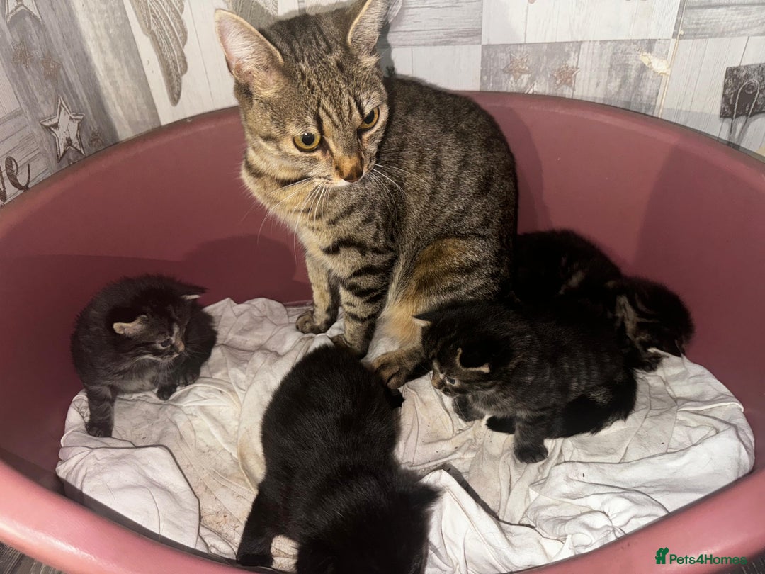 Mixed Breed cats for sale: 2 male 2 female beautiful kittens - Image 12