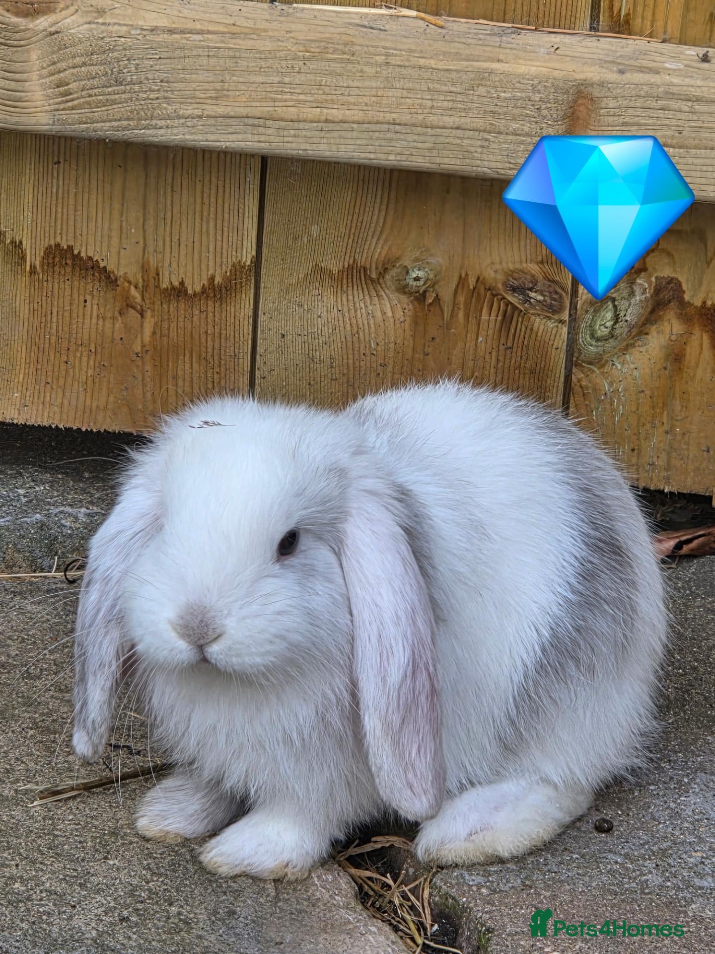 French Lop rabbits French lops 1 x doe 1 x Buck - Advert 8