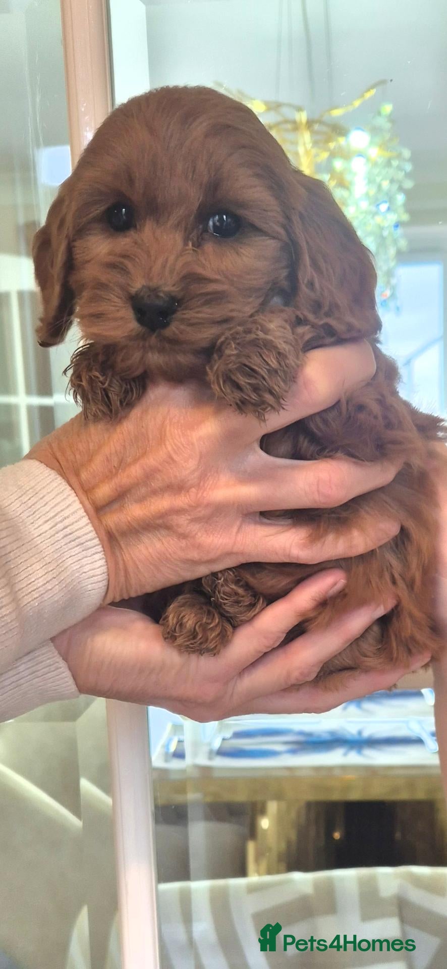 Cockapoo dogs F1  EXTENSIVELY HEALTH TESTED SHOW cockerpoos - Advert 7