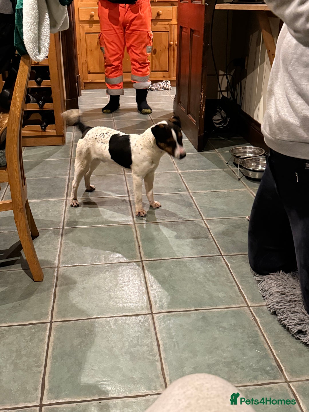 Jack Russell dogs for sale: Beautiful jack russell for sale  - Advert 6