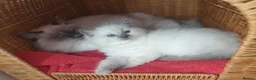 Ragdoll cats for sale: 4 x Fluffy Ragdoll Chocolate Sealpoint kittens - Advert 5