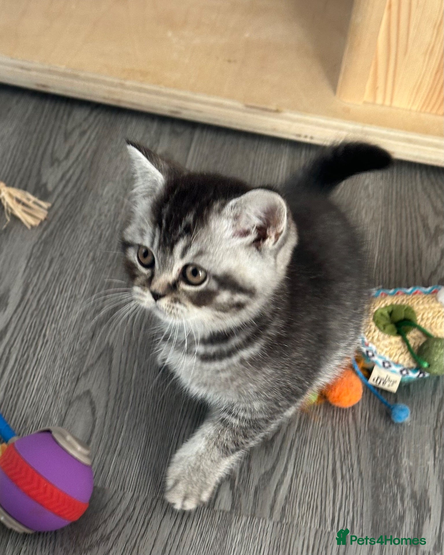 British Shorthair cats READY TO GO!!!  Amazing pure breed BSH - Advert 6