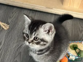 British Shorthair cats READY TO GO!!! Amazing pure breed BSH - Advert 6