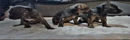 Lurcher dogs for sale: Lurcher puppies for sale  - Advert 10