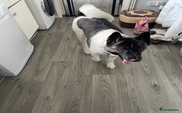 Akita dogs for sale: Female Akita  - Image 2