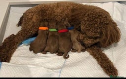 Cavapoo dogs for sale: Cavapoo puppies  - Image 1
