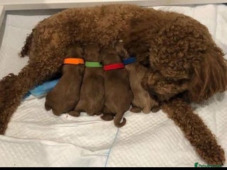 Cavapoo dogs for sale - Advert 1