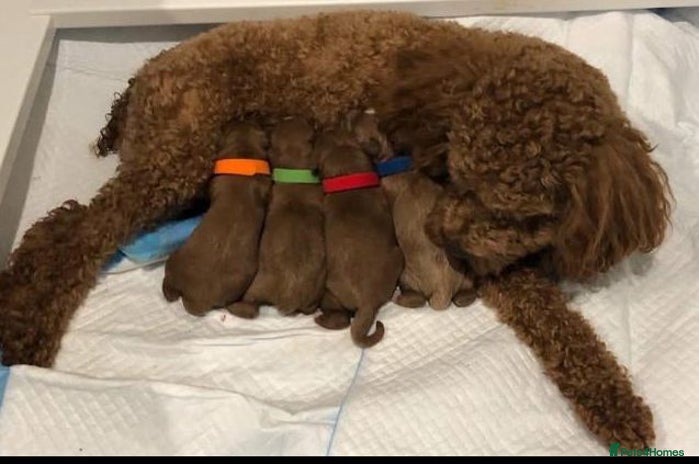 Cavapoo dogs - Advert 1