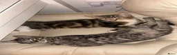 Mixed Breed cats for sale: Kittens looking for a loving home  in Amersham - Advert 2