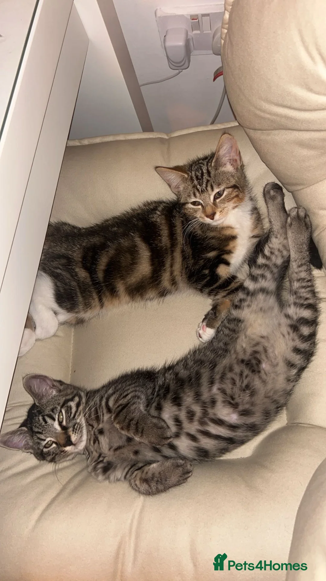 Mixed Breed cats for sale: Kittens looking for a loving home  in Amersham - Advert 2