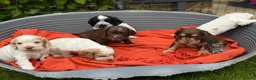 Cocker Spaniel dogs for sale: Royal cocker spaniel puppies - Advert 2