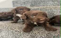 Cockapoo dogs for sale: Chocolate cockapoo puppies F1 - Image 6