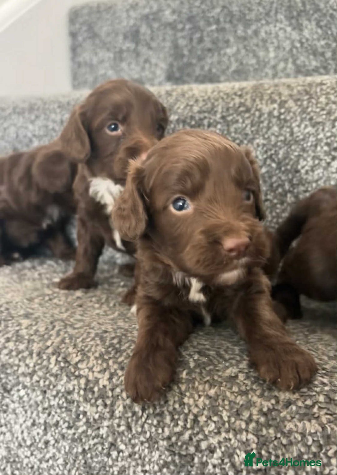 Cockapoo dogs for sale: Chocolate cockapoo puppies F1 - Image 6