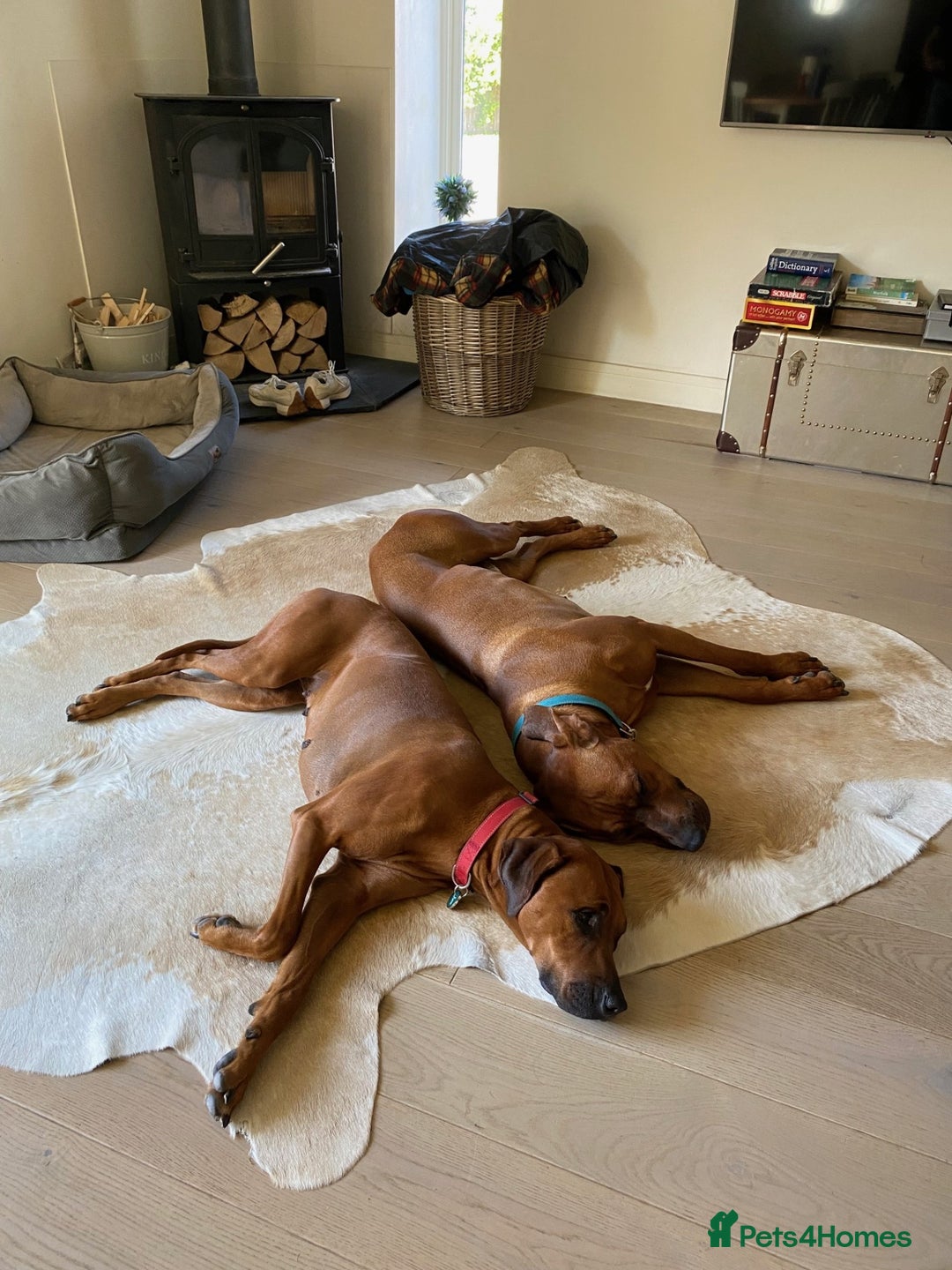Rhodesian Ridgeback dogs for sale: Skyleridge Ridgebacks  - Advert 11