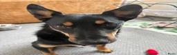 Mixed Breed dogs for sale: Kelpie x Border Collie 11 Month Old Puppy Rehome  - Advert 7