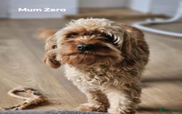 Cavapoo dogs for sale: Adorable F1b Cavapoo Puppies Ready from 20th Sept - Image 22