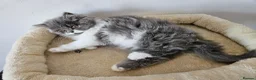 Persian cats for sale: Stuning Persian Girls - Advert 31