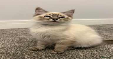 Ragdoll cats - Advert 6