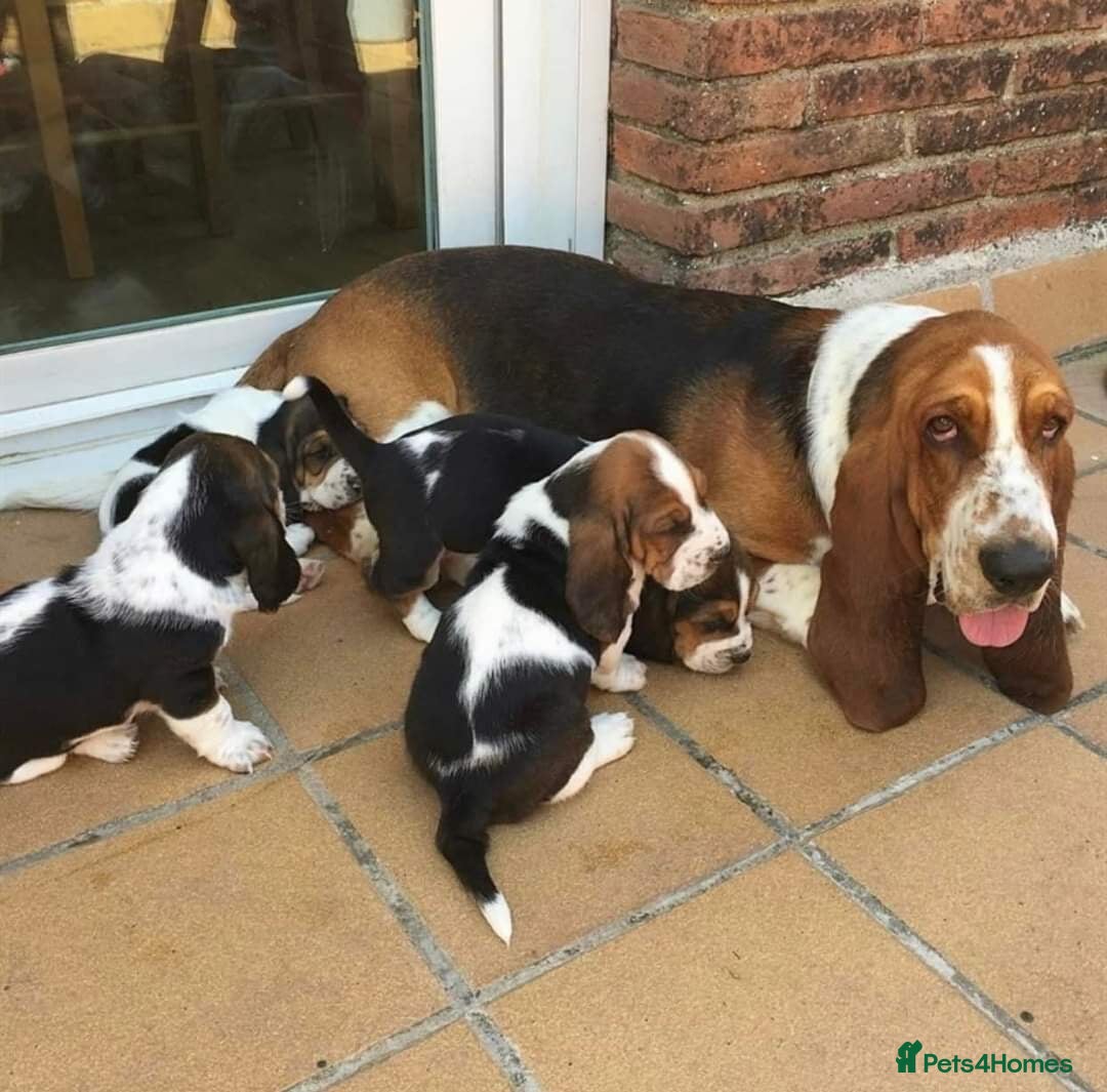 Basset Hound dogs for sale: Beautiful Basset Hound Puppies Available 🐾💛 - Image 4