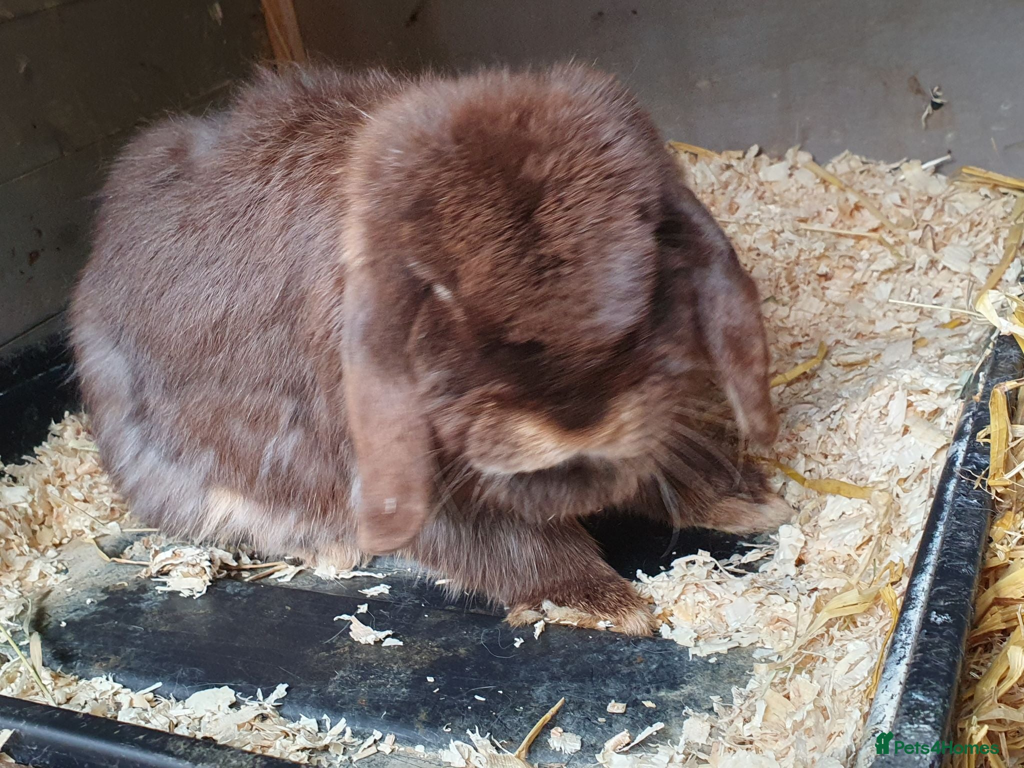 Mini Lop rabbits Spayed/neutered rabbits for adoption, vac Rhd2 - Advert 2