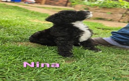 Mixed Breed dogs for sale: Fox Terrier × Australian Labradoodle Pups Sale - Image 16