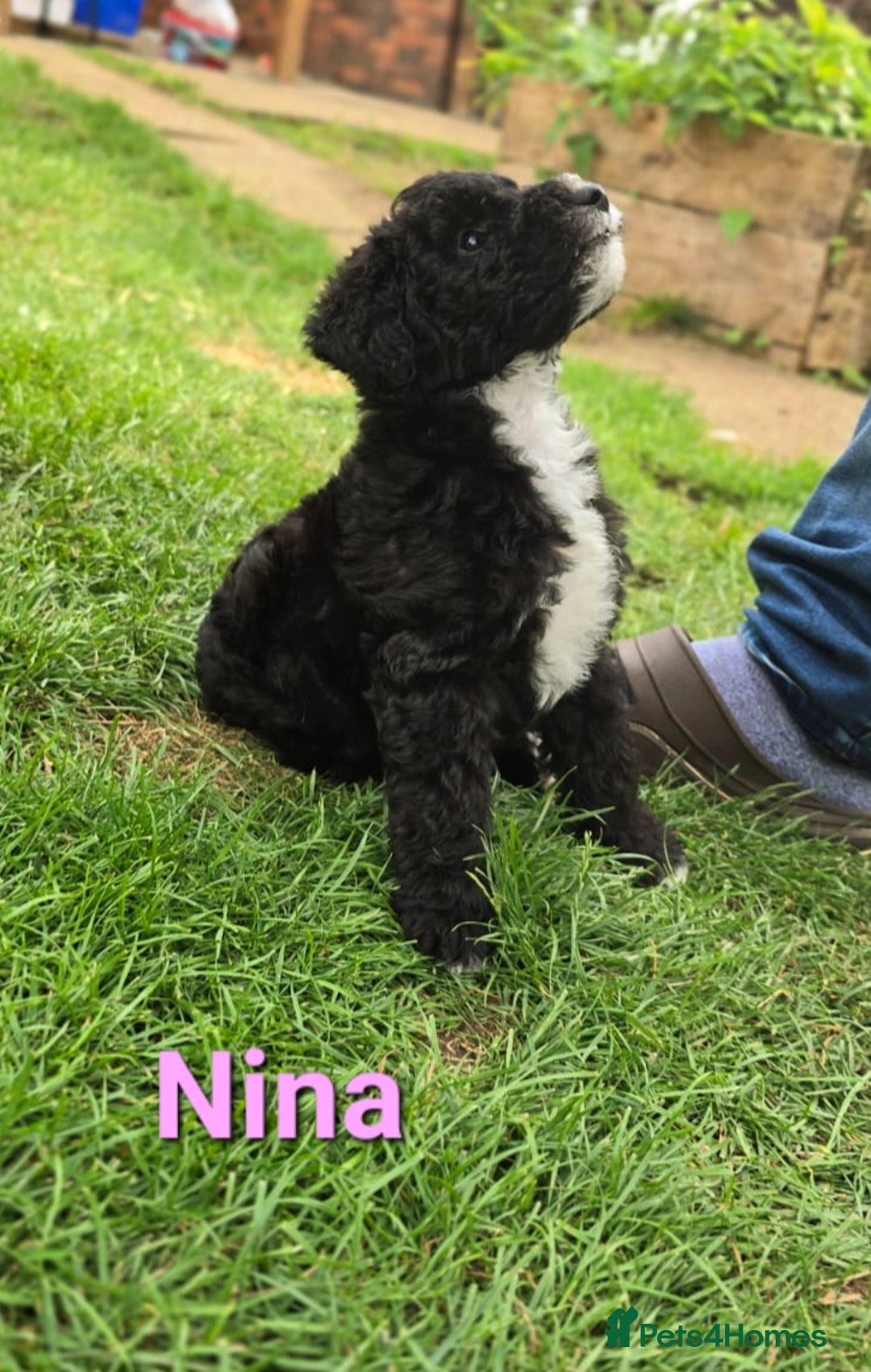 Mixed Breed dogs for sale: Fox Terrier × Australian Labradoodle Pups Sale - Image 16