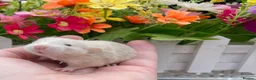 Rat rodents for sale: Gorgeous Baby Dumbo Rats for Sale! - Advert 2