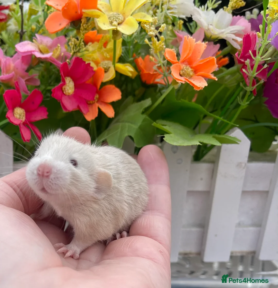 Rat rodents for sale: Gorgeous Baby Dumbo Rats for Sale! - Advert 2
