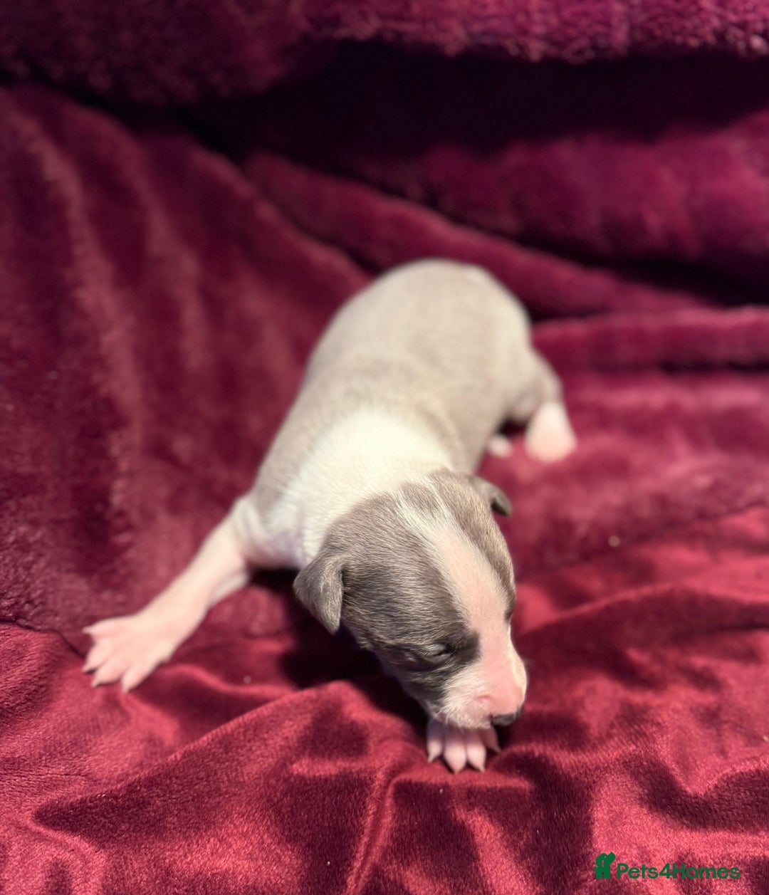 Whippet dogs for sale: 3 Stunning Whippet Boy's available  - Advert 34