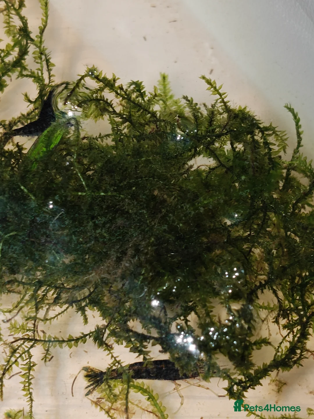 Shrimps fish for sale: Neocardina shrimp for sale - Advert 2