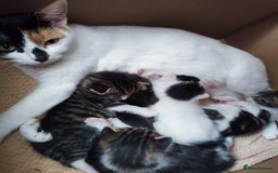 Domestic Shorthair cats for sale: Adorable Kittens Looking for Loving Homes 🐾 - Image 17