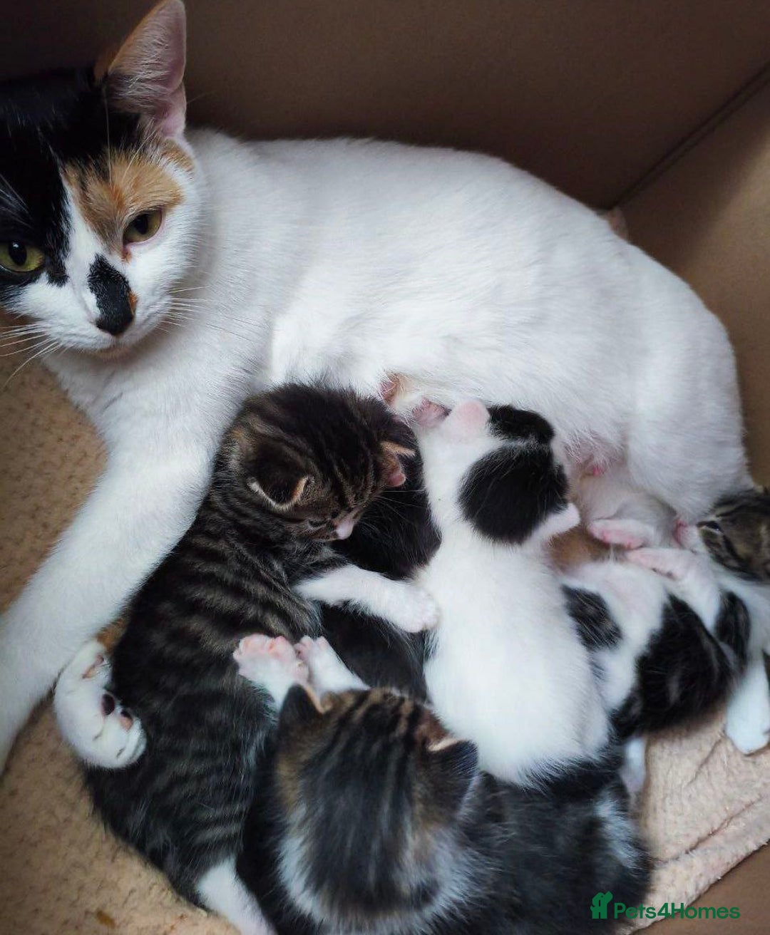 Domestic Shorthair cats for sale: Adorable Kittens Looking for Loving Homes 🐾 - Image 17